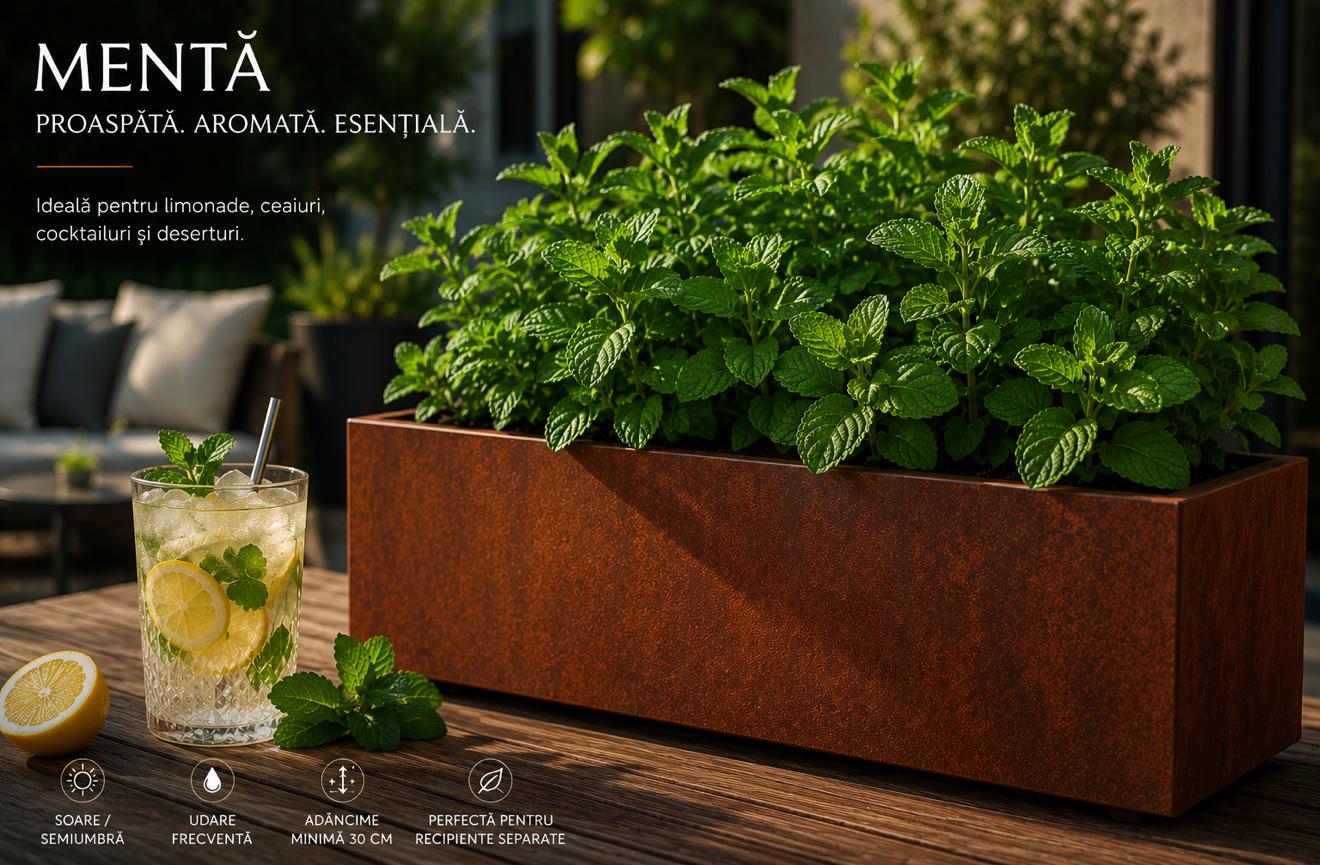 Mentă cultivată într-o jardinieră metalică Indio