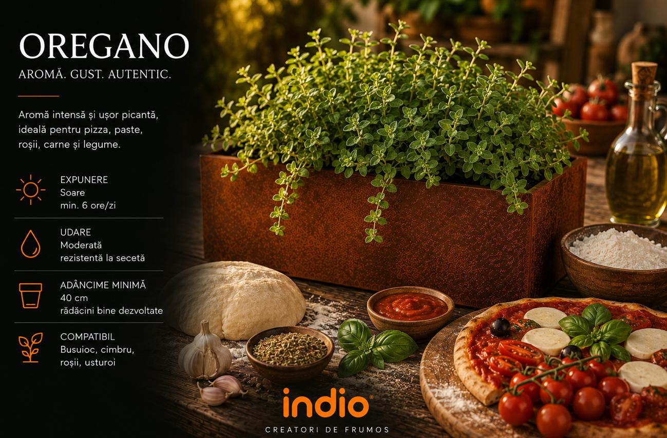 Oregano într-o jardinieră din oțel corten Indio