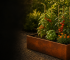 Pat înălțat Raised Bed din oțel corten Indio cultivat cu roșii, busuioc și gălbenele